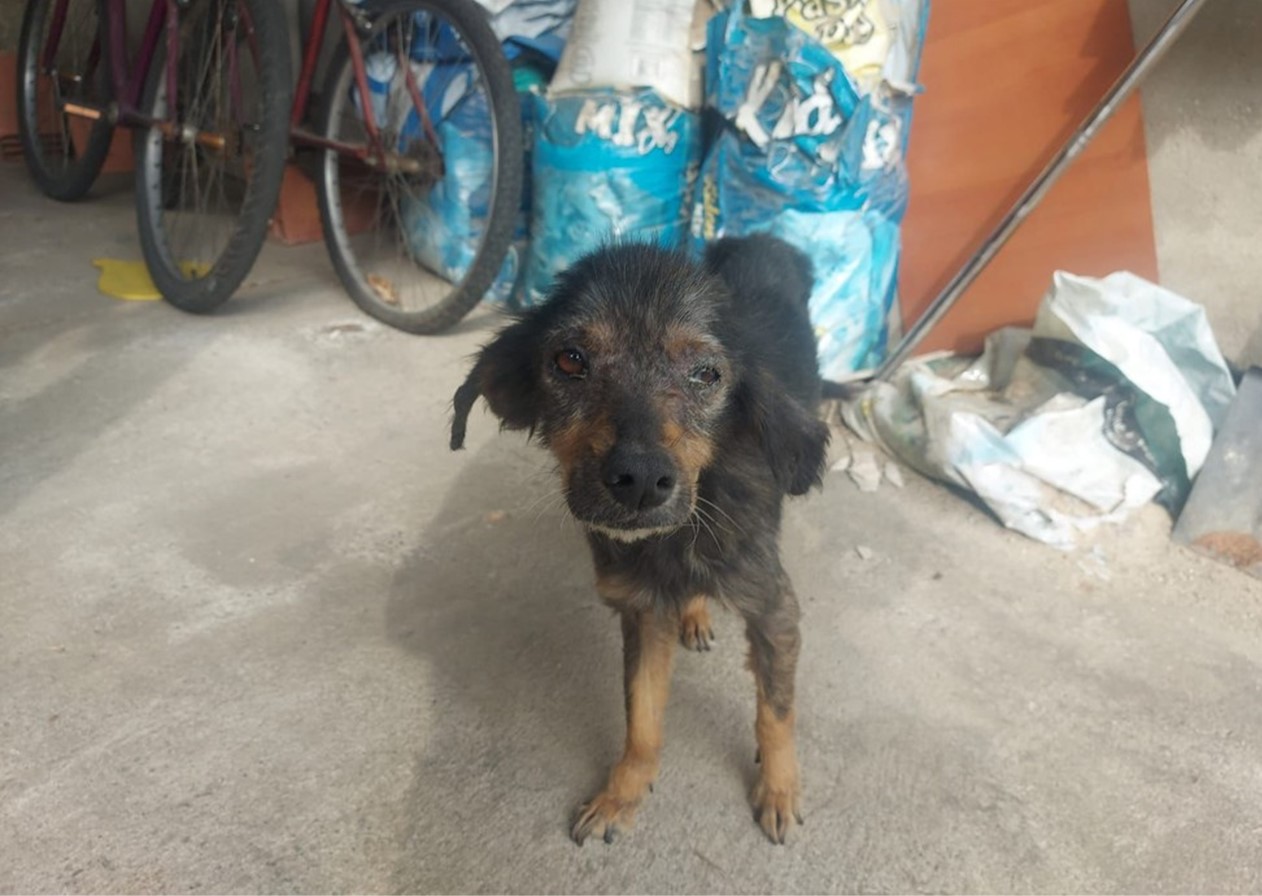 Cão em situação de maus-tratos é resgatado em Pinda