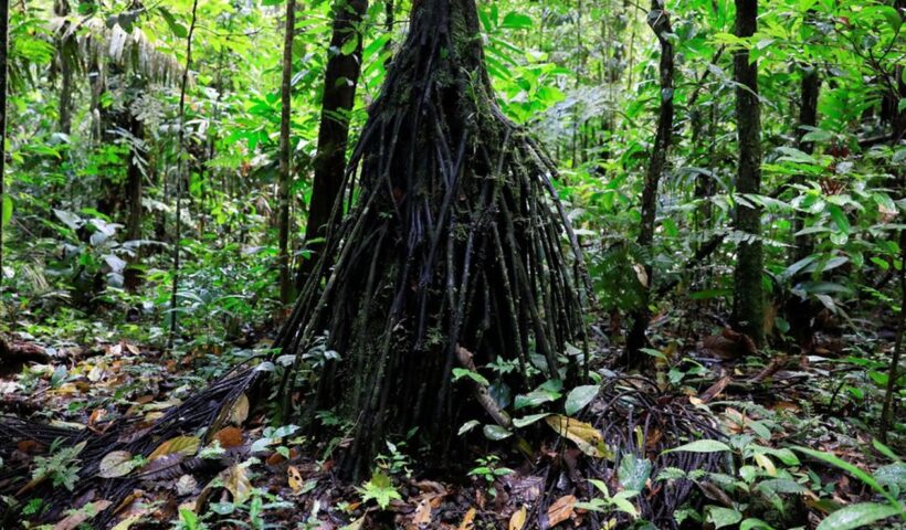 Equador proíbe exploração de petróleo em parte da Amazônia