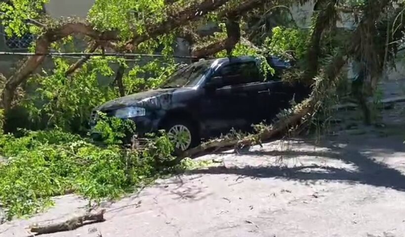 Árvore de grande porte cai em cima de carro em São José dos Campos