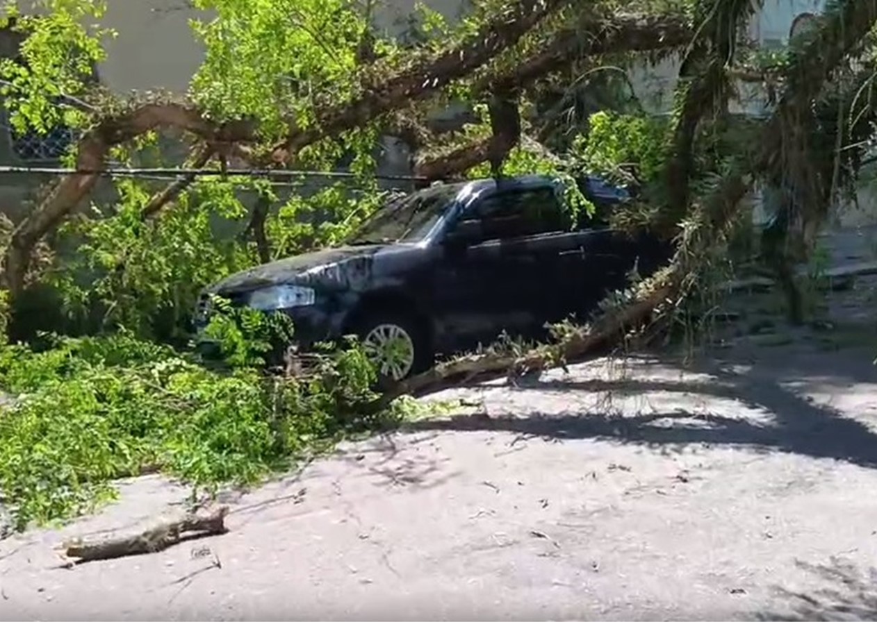 Árvore de grande porte cai em cima de carro em São José dos Campos