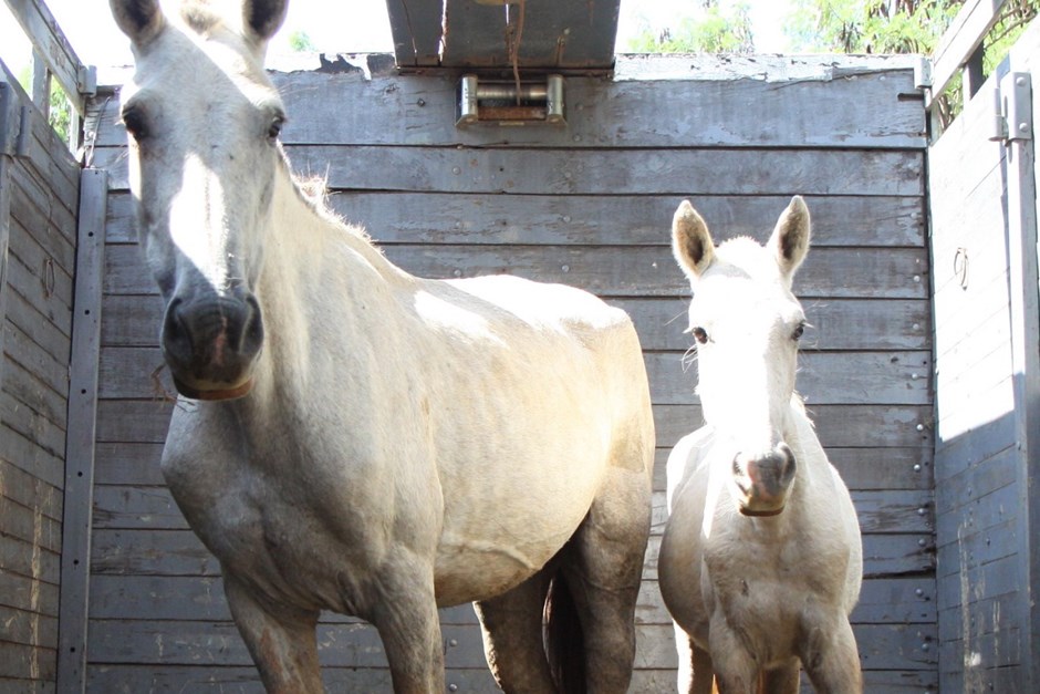 São José e Univap realizam campanha de vacinação antirrábica de equinos