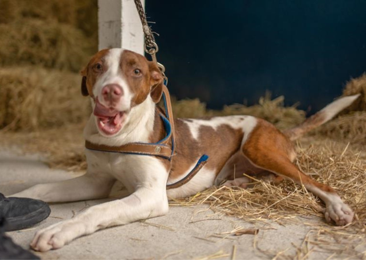 Parque da Cidade de Pinda recebe piquenique e Feira de adoção de Pets
