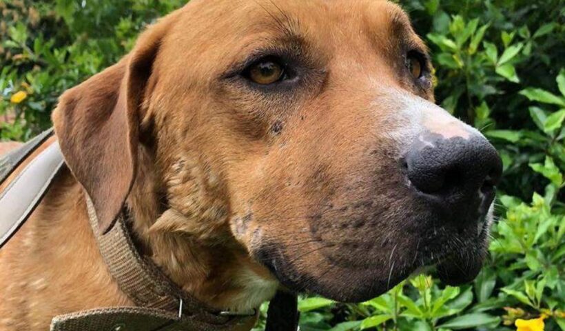 Mulher abandona cachorro ferido em clínica veterinária de SJC