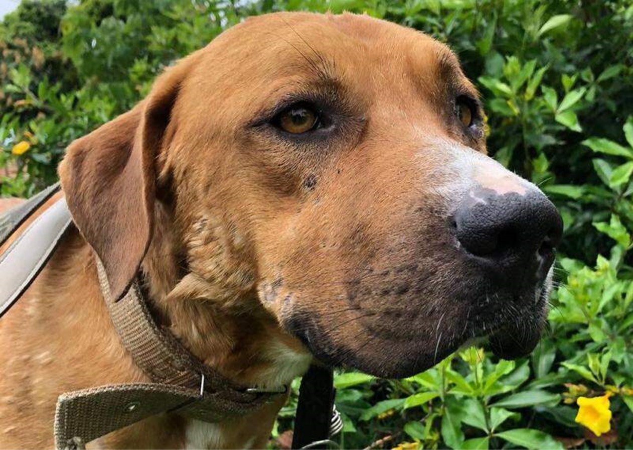 Mulher abandona cachorro ferido em clínica veterinária de SJC
