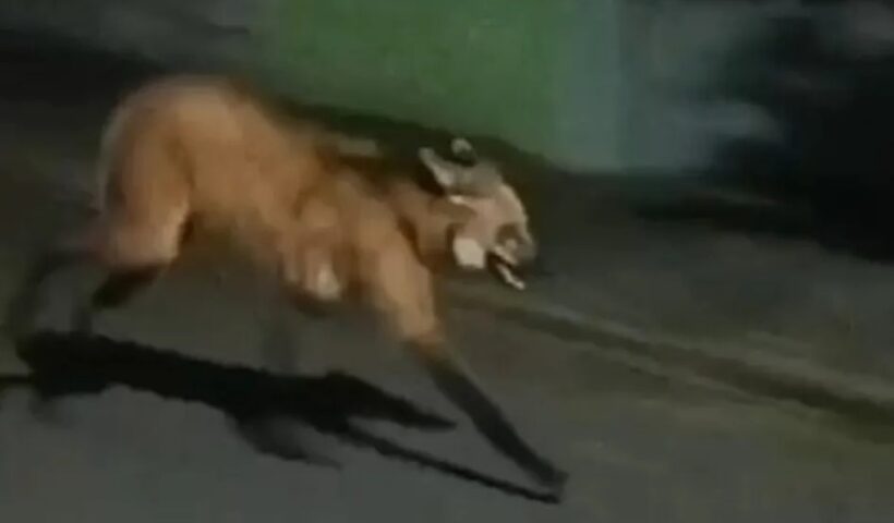 Lobo-guará é flagrado na zona sudeste de SJC