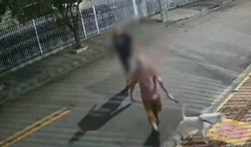 Tutor do bull terrier que atacou Fox pode pegar até 5 anos de prisão