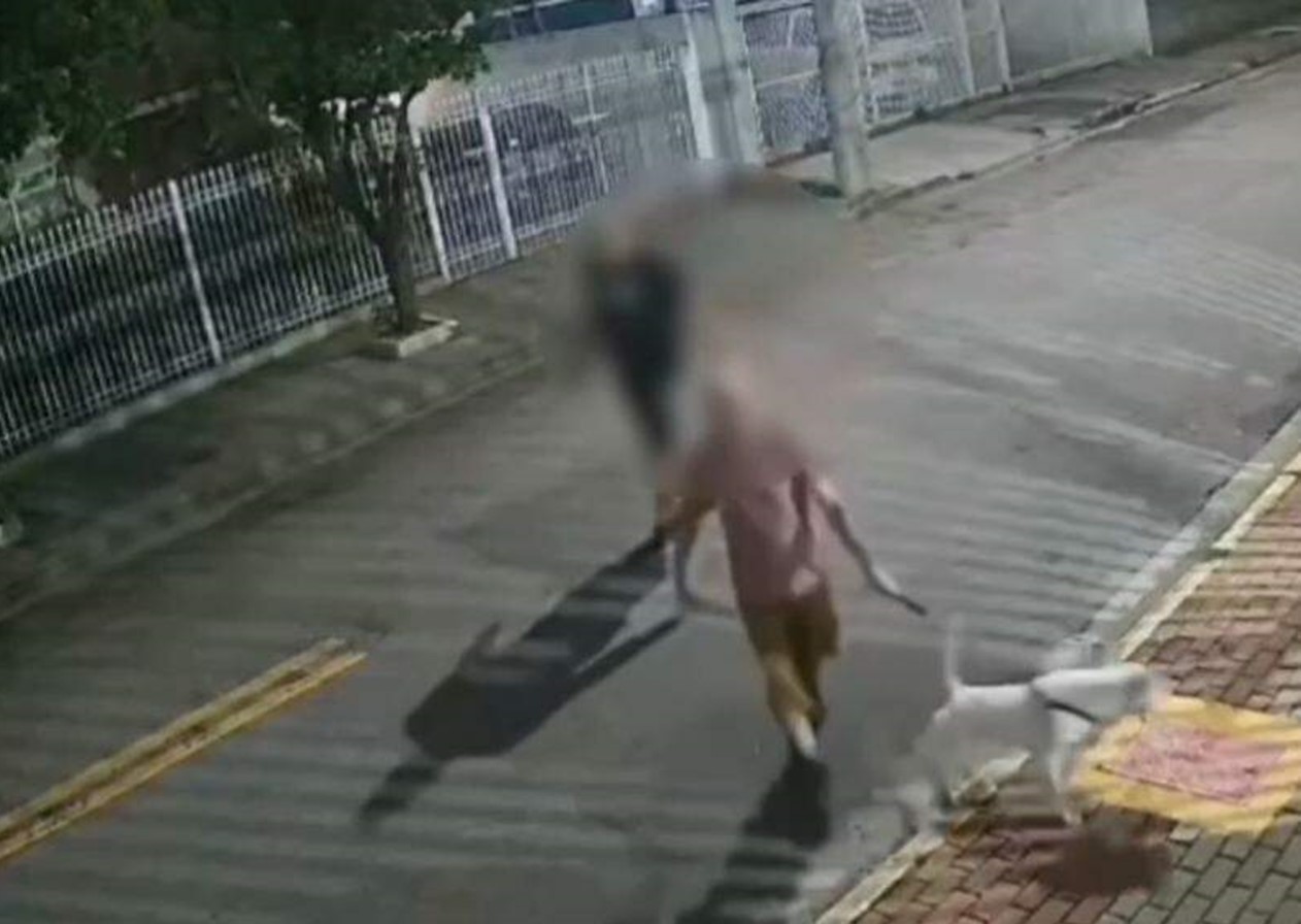 Tutor do bull terrier que atacou Fox pode pegar até 5 anos de prisão