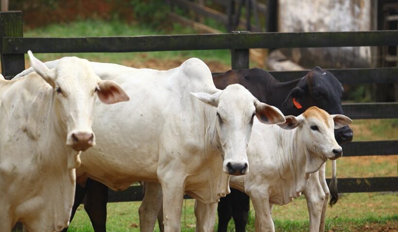 SJC realiza vacinação contra febre aftosa em rebanhos