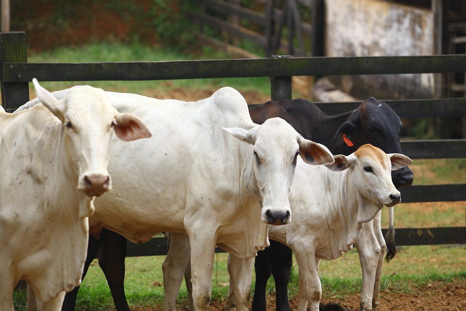 SJC realiza vacinação contra febre aftosa em rebanhos