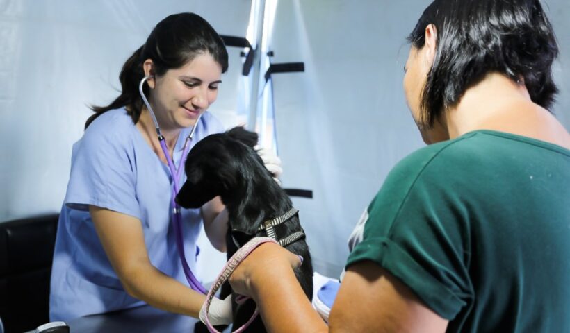 SJC: Inscrições para castramóvel serão abertas nesta quinta