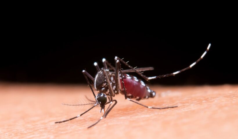 Mais um idoso morre por dengue em Jacareí