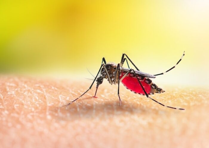 Casos prováveis de dengue se aproximam de 400 mil no país em 2024