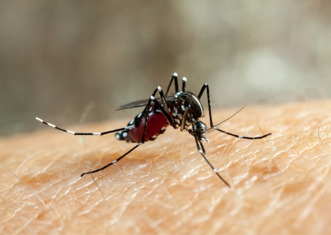 Pinda confirma duas mortes por dengue em 2024 e declara estado de emergência
