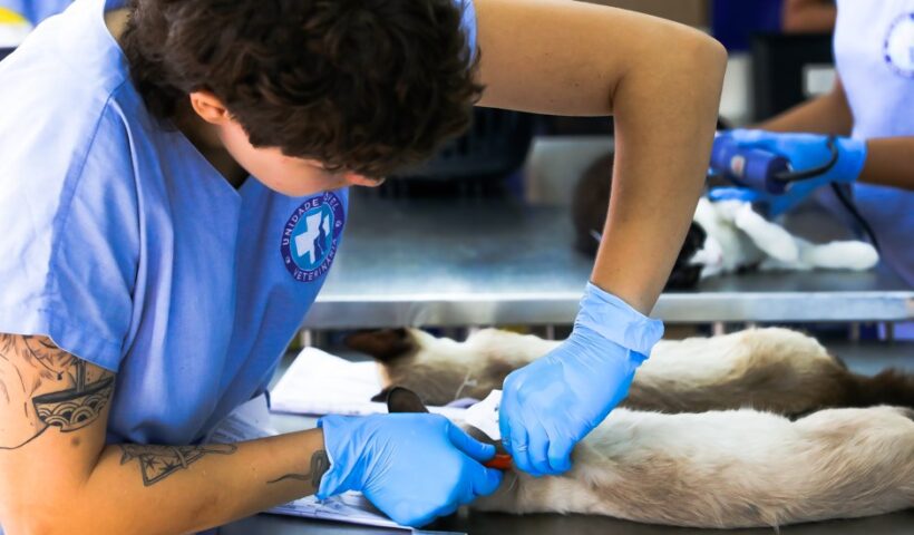 SJC: Meu Pet Feliz tem 1.000 vagas para castrações e microchipagens