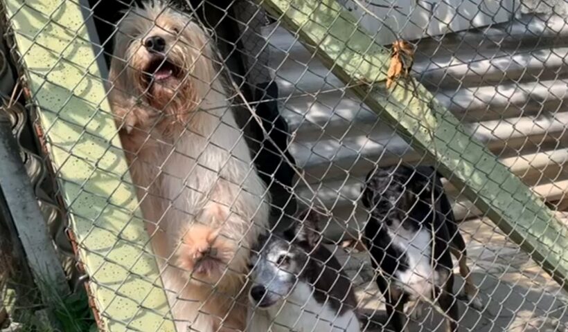Moradora falece e deixa 60 cães para adoção em Jacareí