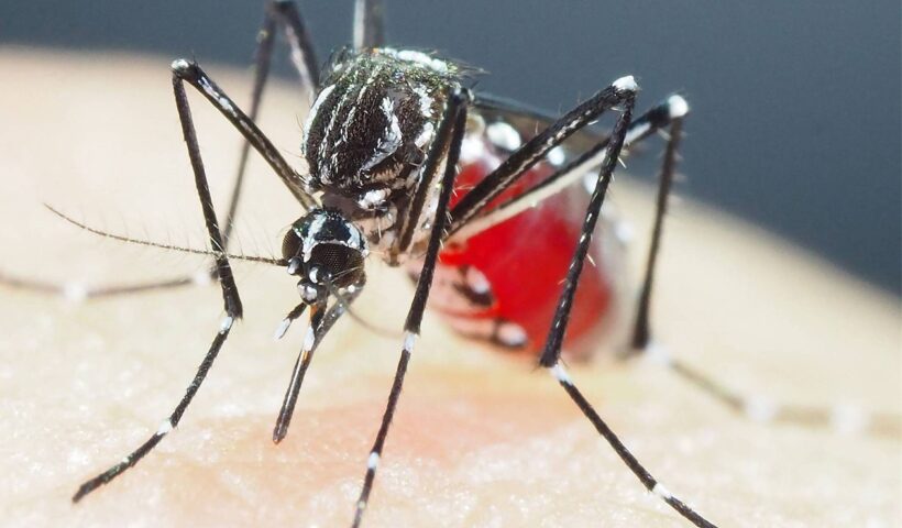 Vale do Paraíba chega a 68 mortes por dengue