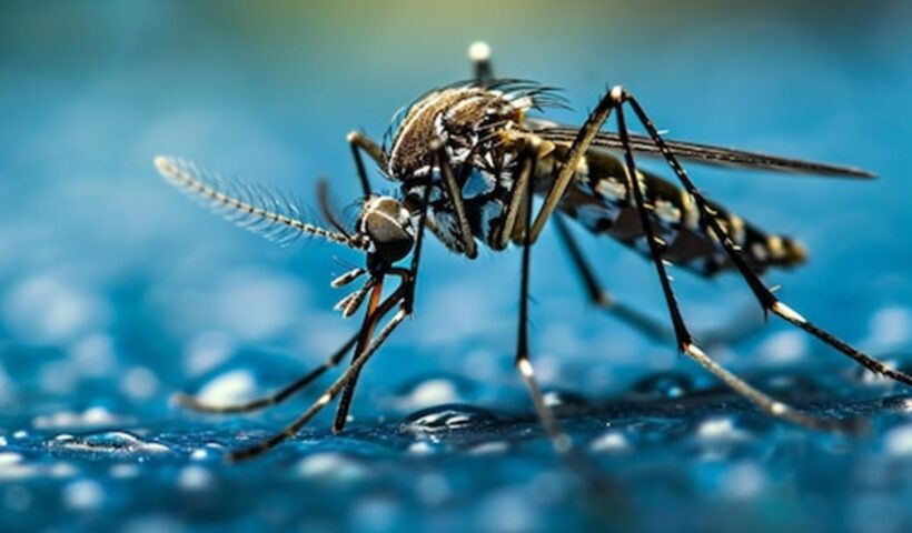 RMVale e Litoral registram 48 mortes por Dengue em 2024