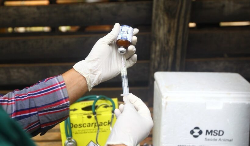 SJC inicia vacinação contra brucelose, manquinha e raiva