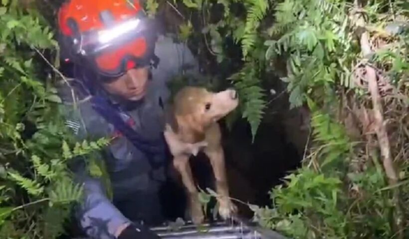 Cachorro é resgatado de poço de 3 metros, em São José dos Campos