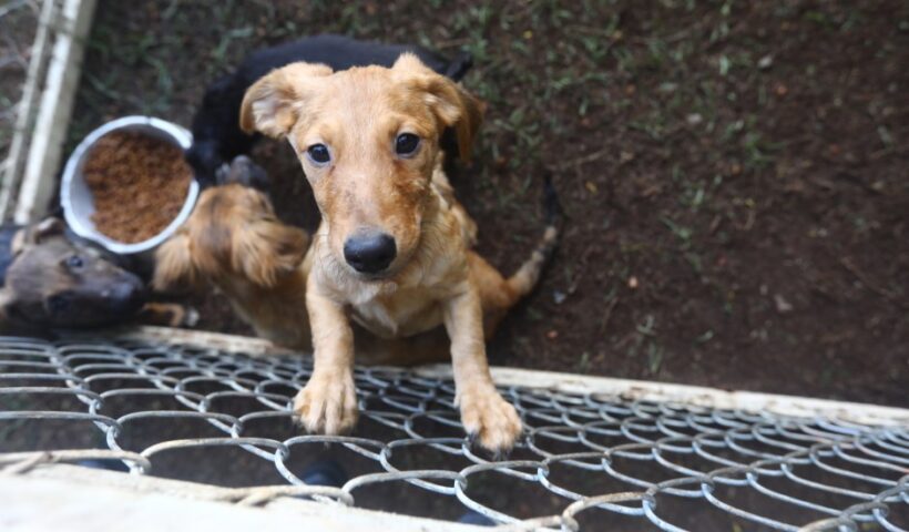 CCZ de SJC realiza Feira de Adoção de pets neste sábado (29)