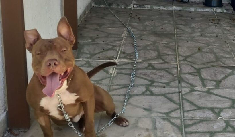 Casal fica gravemente ferido após ataque de Pitbull em Ubatuba