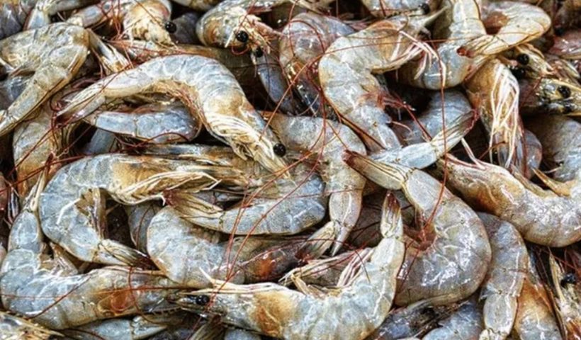 Período de defeso do camarão começa nesta terça (28)
