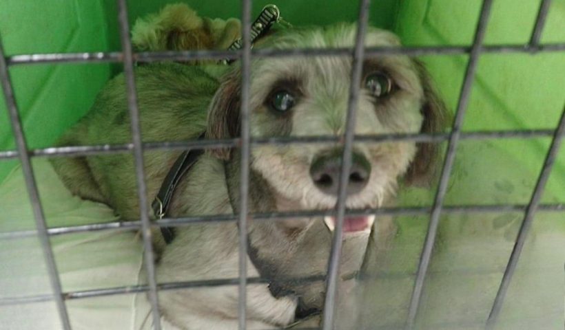 Cachorros resgatados em carro envolvido em engavetamento na Dutra são devolvidos ao tutor