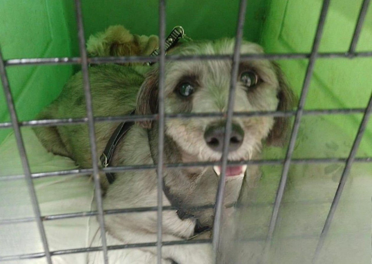 Cachorros resgatados em carro envolvido em engavetamento na Dutra são devolvidos ao tutor