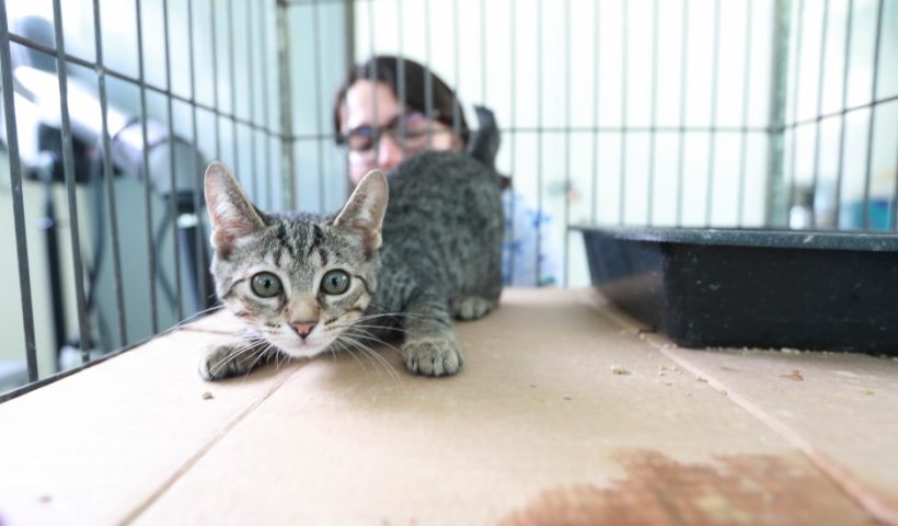 CCZ tem feira de adoção e vacinação de pets no sábado