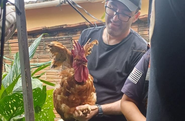Polícia Civil e Defesa Animal resgatam cães de maus-tratos em Pindamonhangaba