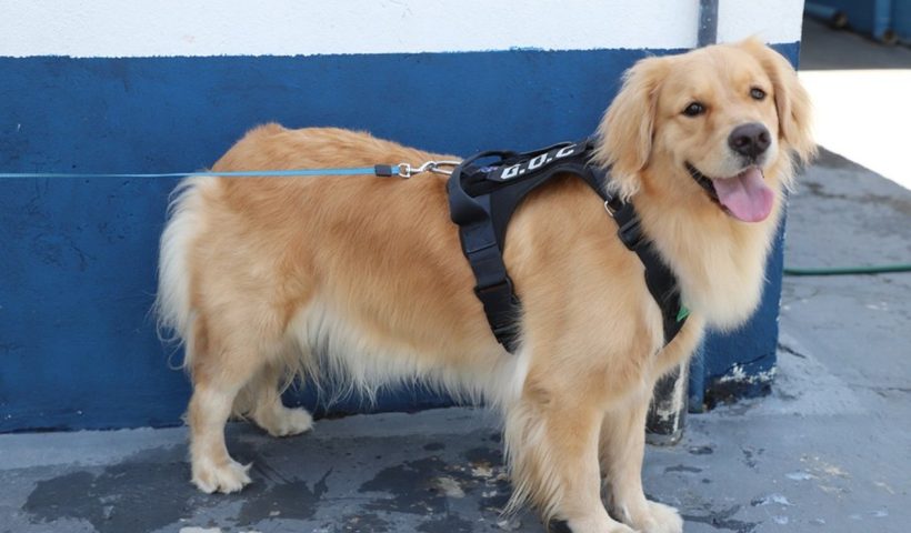 GCM de Jacareí recebe cão 'terapeuta' para trabalhar com doentes, crianças e idosos