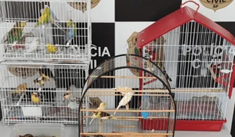 Três são presos por crimes contra animais silvestres em SJC