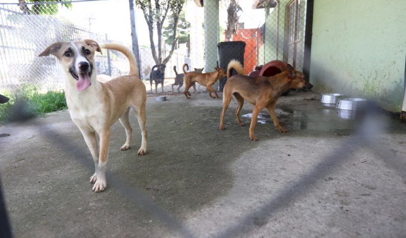 SJC: Feira de adoção de pets do CCZ ocorre neste sábado (26)