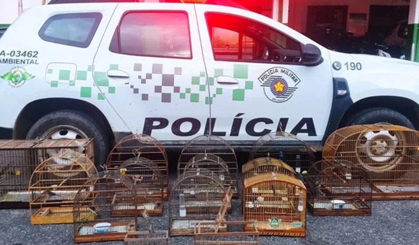 PM Ambiental resgata 13 aves silvestres em Guaratinguetá