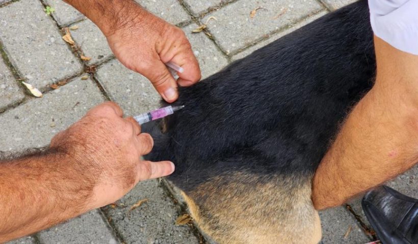 Vacinação Antirrábica Vacina