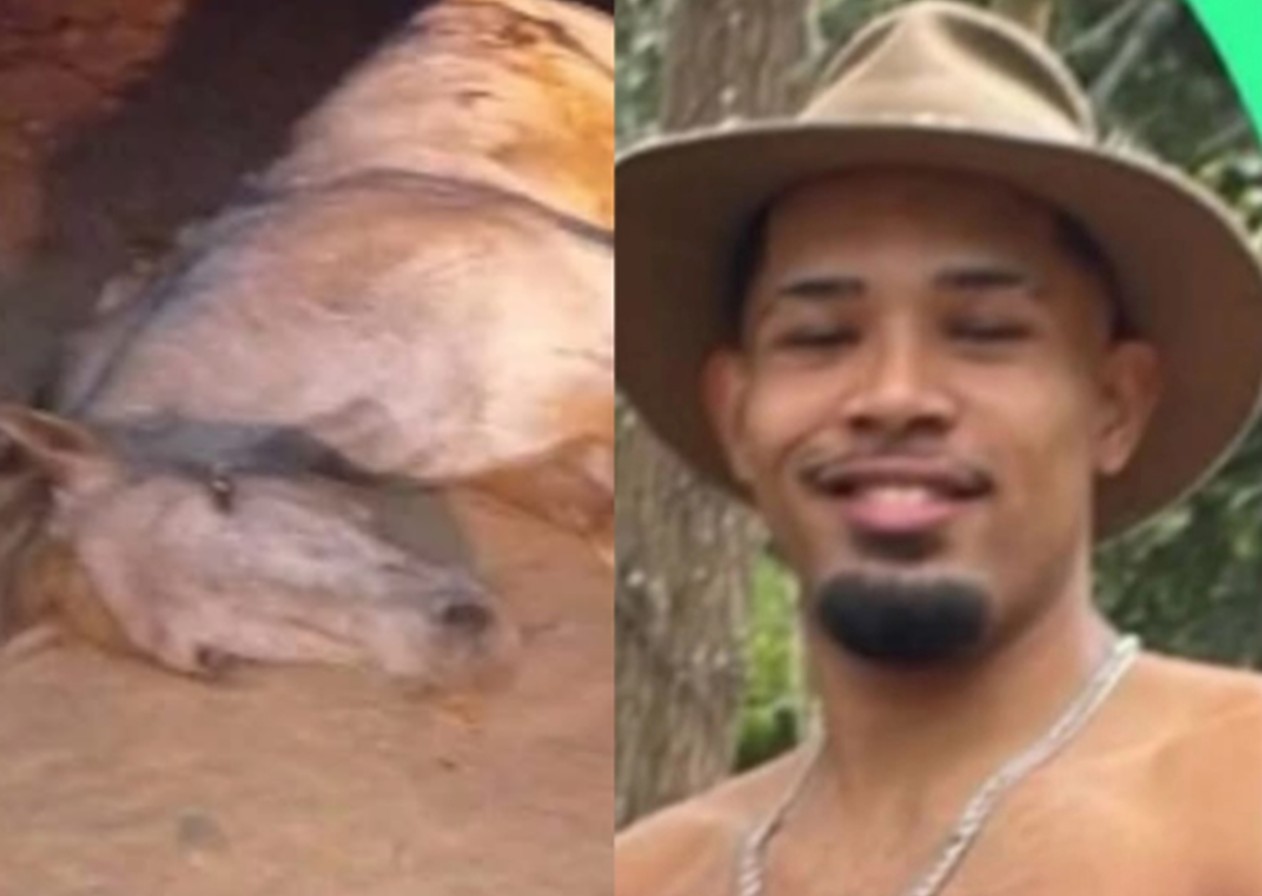 Homem que cortou patas de um cavalo vai responder em liberdade