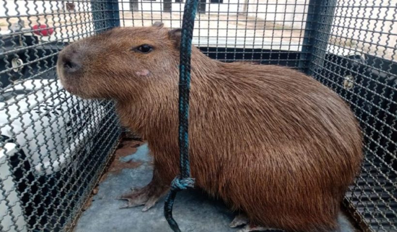Bombeiros capturam capivara em um condomínio de São Sebastião