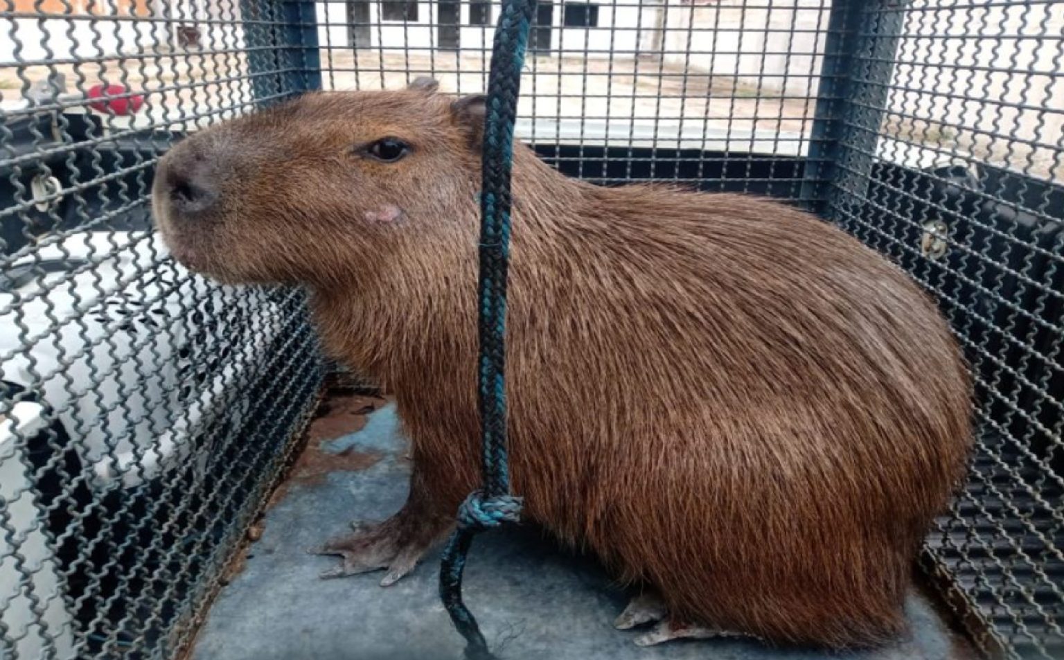 Bombeiros capturam capivara em um condomínio de São Sebastião
