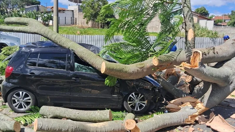 Árvore de grande porte cai sobre carro na zona sul de São José