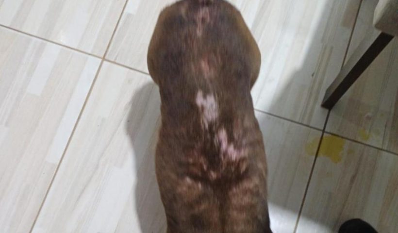Mulher é presa por maus-tratos a animais em Pinda