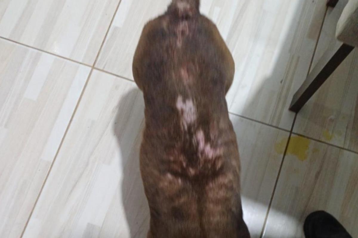 Mulher é presa por maus-tratos a animais em Pinda