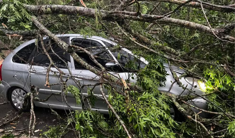 Queda de árvore sobre veículo bloqueia Rodovia Monteiro Lobato por quatro horas em São José dos Campos