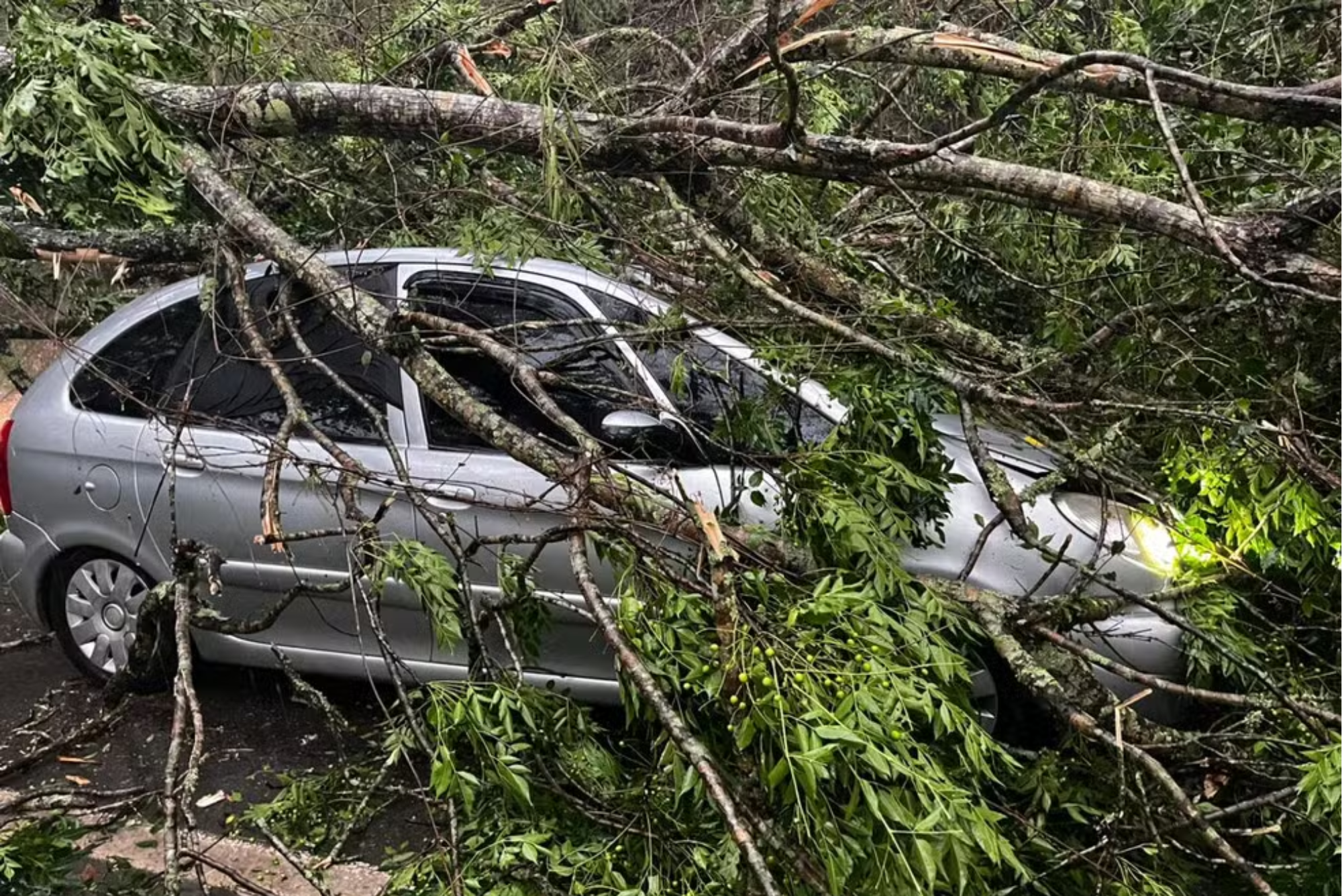 Queda de árvore sobre veículo bloqueia Rodovia Monteiro Lobato por quatro horas em São José dos Campos