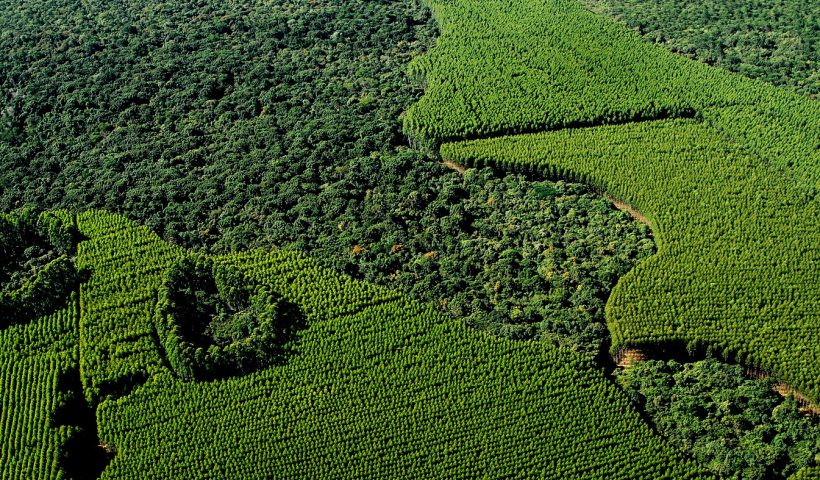 Relatório florestal aponta avanço na restauração ambiental da Suzano em SP