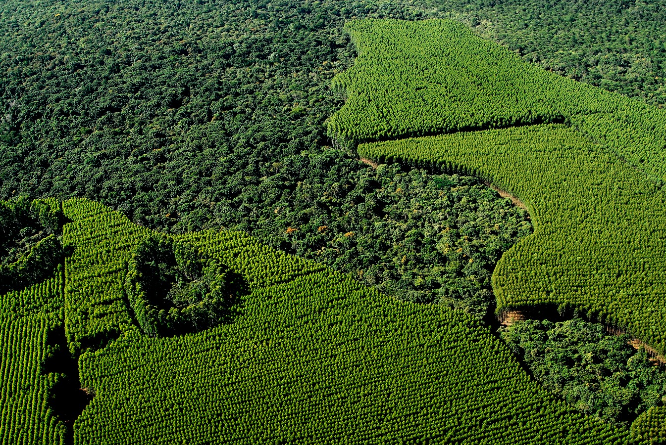 Relatório florestal aponta avanço na restauração ambiental da Suzano em SP