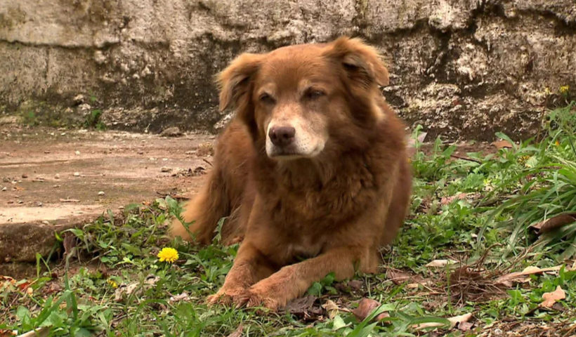 Governo de SP sanciona "Lei Bob Coveiro" e libera sepultamento de pets em jazigos da família