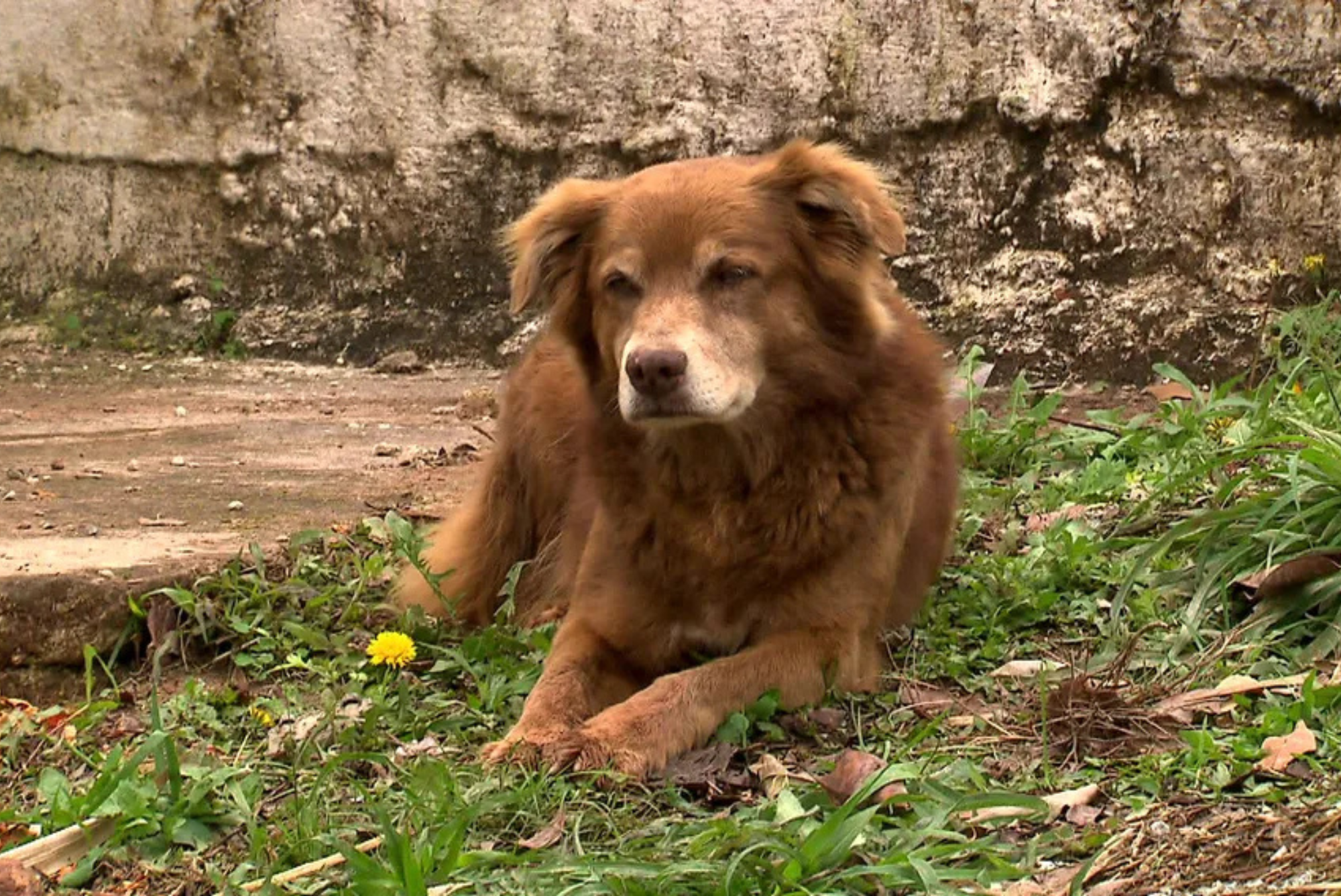 Governo de SP sanciona "Lei Bob Coveiro" e libera sepultamento de pets em jazigos da família