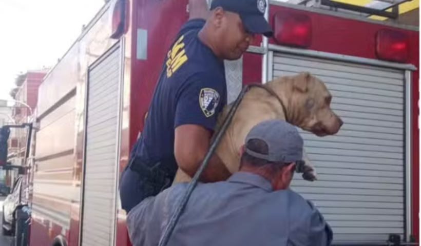 GCM e Bombeiros resgatam cão da raça Pitbull preso em laje de hotel em Cruzeiro