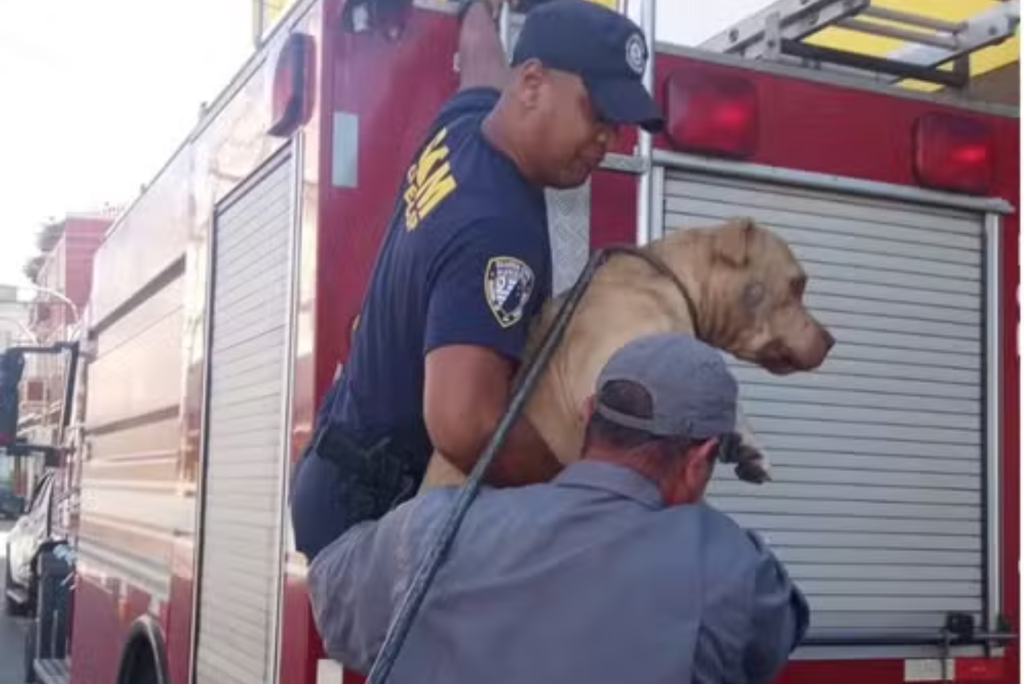 GCM e Bombeiros resgatam cão da raça Pitbull preso em laje de hotel em Cruzeiro
