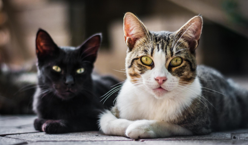 Moradores do bairro Cecap em Jacareí denunciam envenenamento de gatos